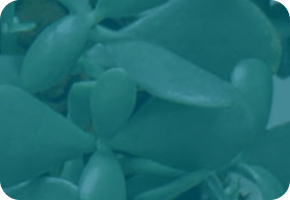 Aromatic Chemicals